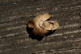 Geastrum corollinum image