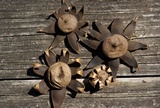 Geastrum corollinum image