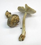 Amanita battarrae image