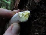 Agaricus moelleri image