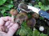 Armillaria solidipes image