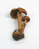 Cortinarius bolaris image