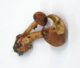 Cortinarius bolaris image