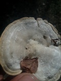 Trametes pubescens image