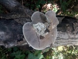 Trametes pubescens image