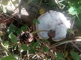Trametes pubescens image
