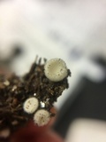 Leucoscypha leucotricha image