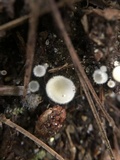 Leucoscypha leucotricha image