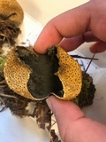 Scleroderma areolatum image