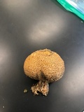 Scleroderma areolatum image