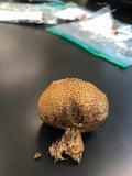 Scleroderma areolatum image