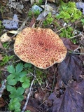 Suillus spraguei image