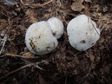 Tricholoma marquettense image