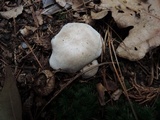 Tricholoma marquettense image