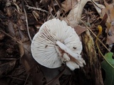 Tricholoma marquettense image