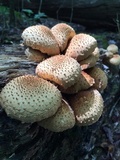 Pholiota squarrosoides image