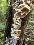Merulius tremellosus image