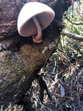 Volvariella bombycina image