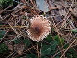 Lepiota fuscosquamea image