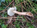 Lepiota fuscosquamea image