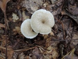 Leucocybe candicans image