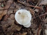 Leucocybe candicans image