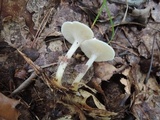 Leucocybe candicans image