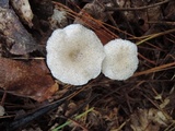 Leucocybe candicans image