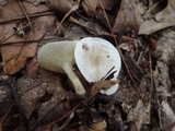 Leucocybe candicans image