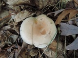 Rhodocollybia maculata image