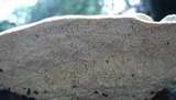 Lenzites elegans image