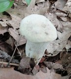 Hypomyces chlorinigenus image