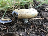 Lactarius chelidonium image