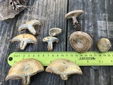 Lactarius chelidonium image