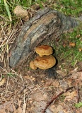 Boletinellus merulioides image
