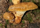 Boletinellus merulioides image