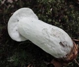 Hypomyces chlorinigenus image