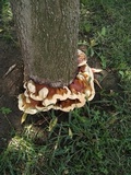 Ganoderma polychromum image