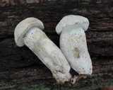 Hypomyces chlorinigenus image