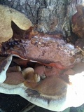 Ganoderma polychromum image
