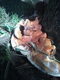 Ganoderma polychromum image
