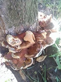 Ganoderma polychromum image