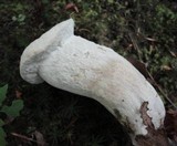 Hypomyces chlorinigenus image