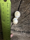 Hemipholiota populnea image
