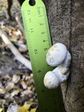 Hemipholiota populnea image