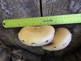 Hemipholiota populnea image