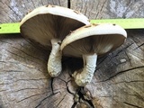 Hemipholiota populnea image