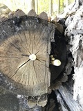 Hemipholiota populnea image