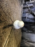 Hemipholiota populnea image