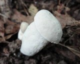 Hypomyces chlorinigenus image